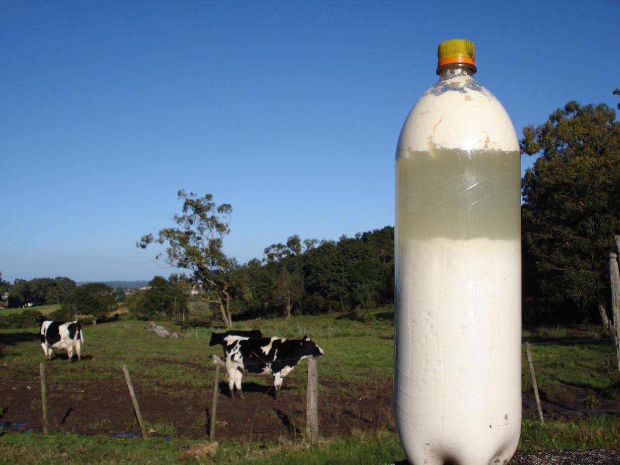 colostrum silage.JPG
